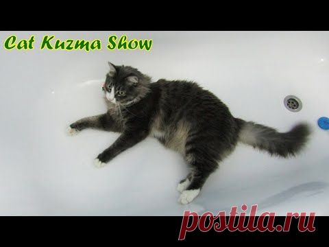 Кот Кузьма в ванне. Что он там делает?