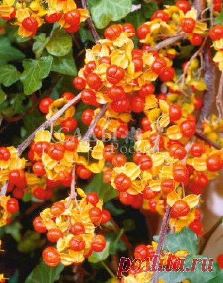 Древогубец лазящий Диана - Древогубец - Декоративные, кустарниковые культуры - Саженцы почтой, семена почтой от НПО Сады России (Сад и огород). Продажа плодовых саженцев. Интернет-магазин саженцев. - Научно-производственное объединение «Сады России»