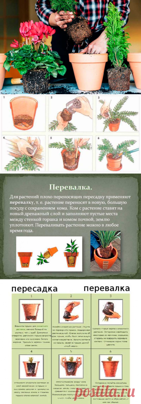 Пересадка и перевалка комнатных растений. Как часто необходимо пересаживать растения