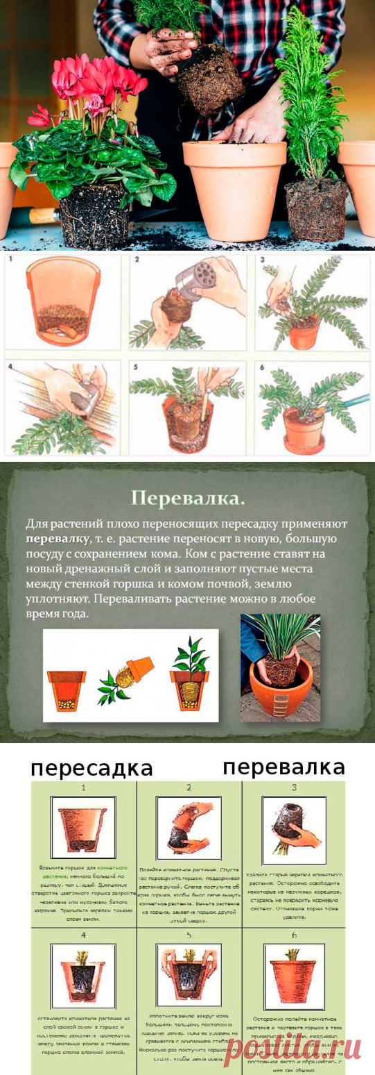 Пересадка и перевалка комнатных растений. Как часто необходимо пересаживать растения