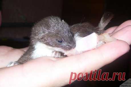 На пустыре мужчина нашёл маленький комочек шерсти… Он даже не догадывался, кого он спас!