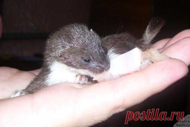 На пустыре мужчина нашёл маленький комочек шерсти… Он даже не догадывался, кого он спас!