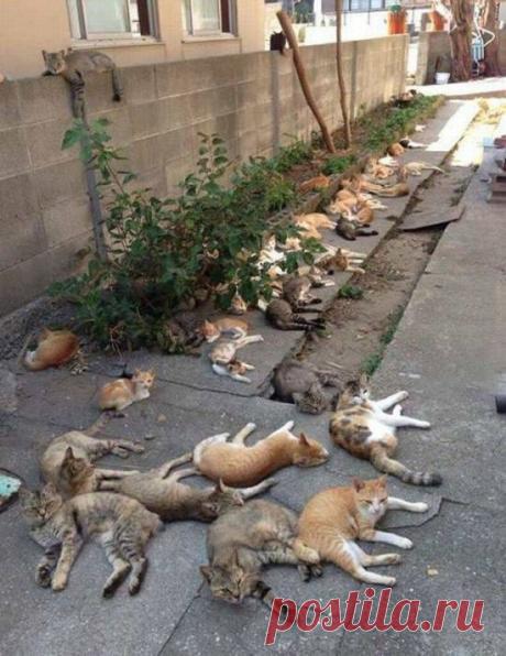 Самые прикольные картинки (54 фото)