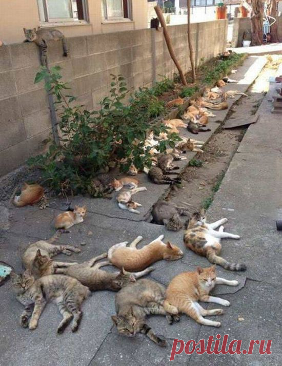 Самые прикольные картинки (54 фото)