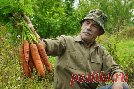Подкормка после которой морковь идет в быстрый рост!