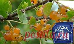 Как вырастить золотистую смородину и ухаживать за ней.