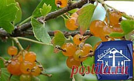 Как вырастить золотистую смородину и ухаживать за ней.