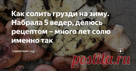 Как солить грузди на зиму. Набрала 5 ведер, делюсь рецептом – много лет солю именно так Грибники меня поймут, 5 ведер груздей – это 5 ведер чистого счастья!
Я получила море удовольствия, пока собирала это богатство, и собираюсь получить его еще больше, когда буду пробовать первые хрустящие груздочки. Грибная полянка попалась идеальная – вся сплошь в грибах. На одном месте 5 ведер и нарезала.
