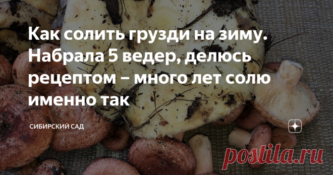 Как солить грузди на зиму. Набрала 5 ведер, делюсь рецептом – много лет солю именно так Грибники меня поймут, 5 ведер груздей – это 5 ведер чистого счастья!
Я получила море удовольствия, пока собирала это богатство, и собираюсь получить его еще больше, когда буду пробовать первые хрустящие груздочки. Грибная полянка попалась идеальная – вся сплошь в грибах. На одном месте 5 ведер и нарезала.
