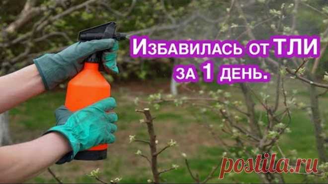 Вся Тля осыпится если обработать народным средством. Мой опыт в борьбе с тлей и муравьями