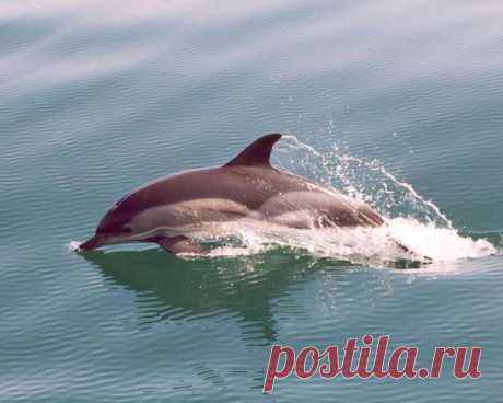 черные дельфины: 19 тыс изображений найдено в Яндекс.Картинках
