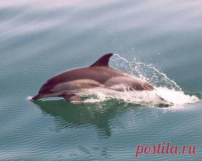 черные дельфины: 19 тыс изображений найдено в Яндекс.Картинках