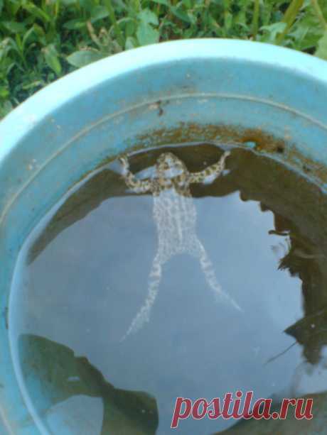 Купальщица