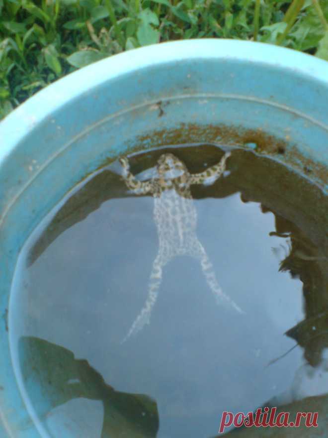 Купальщица