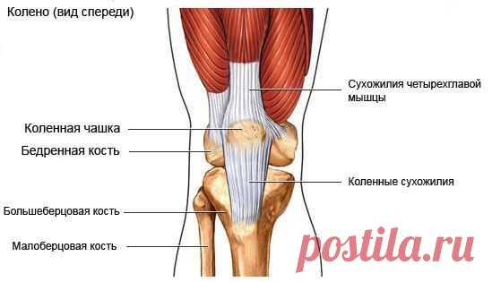 О травмах коленей  / Спорт Сильных!