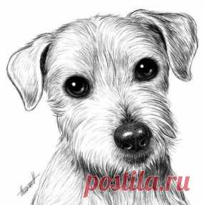 Рисуем собаку карандашом