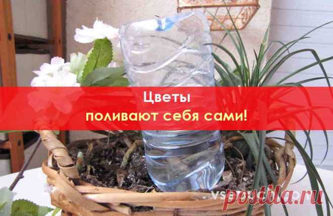 Больше не нужно просить соседей поливать ваши цветы. Цветы поливают себя сами! Так или иначе, все мы время от времени уезжаем из дома, чтобы провести несколько дней или недель на отдыхе. Если собаку или кошку можно взять с собой, то что же делать с цветами и домашними растениями, которые надо регулярно поливать?  Организуйте автополив растений. Они будут поливать себя сами. Во