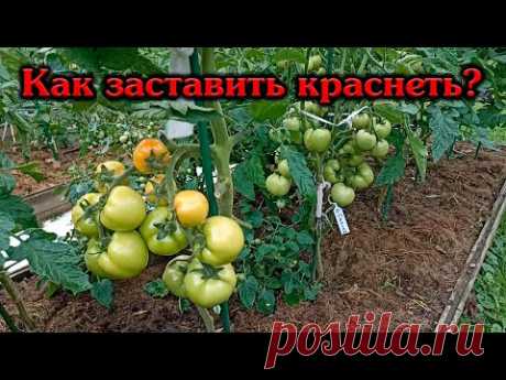 Как заставить томаты быстро краснеть