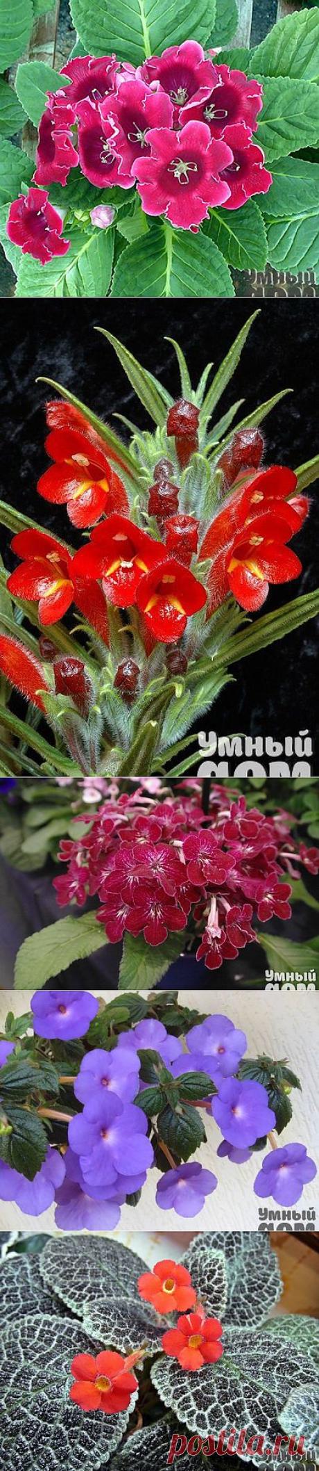 ТОП-6 простых в уходе цветущих растений! Уход прост, а радость – бесконечна.