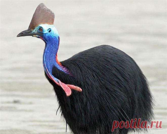 10 не летающих птиц, доживших до наших дней