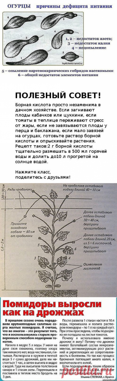 ПОЛЕЗНЫЕ СОВЕТЫ   (огурцы, помидоры и проч...)