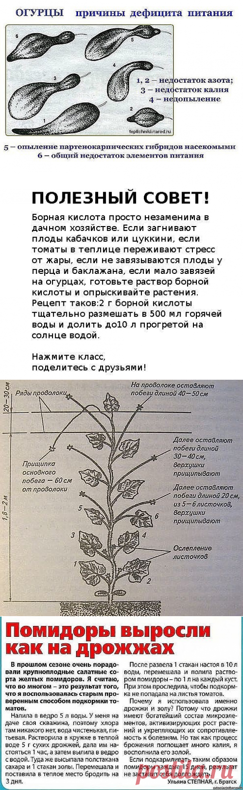 ПОЛЕЗНЫЕ СОВЕТЫ   (огурцы, помидоры и проч...)