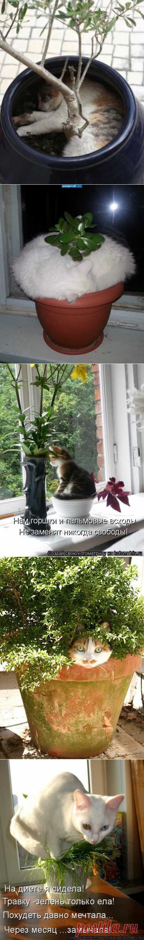Коты и цветы - ЛЮБИМЫЕ