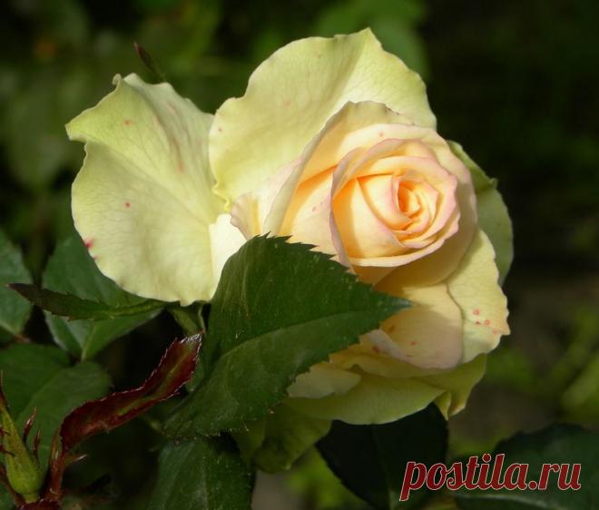 mummy-paparazzi — «DSCN5882.JPG» на Яндекс.Фотках