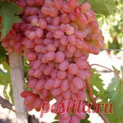 Виноград Мечта - купить саженцы из питомника, цена в Нижнем Новгороде