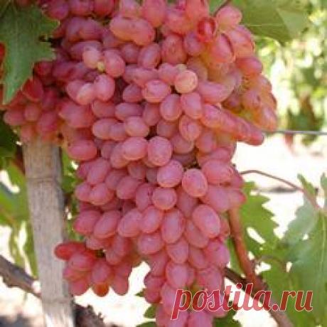 Виноград Мечта - купить саженцы из питомника, цена в Нижнем Новгороде