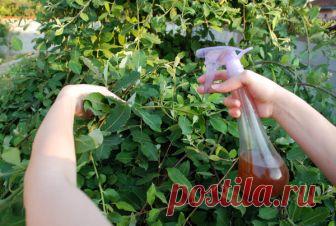 Чистотел избавит ваш огород и сад от плодожорки,тля,листовертки,трипсы, моли и многих других вредителей | Любимая Дача | Яндекс Дзен