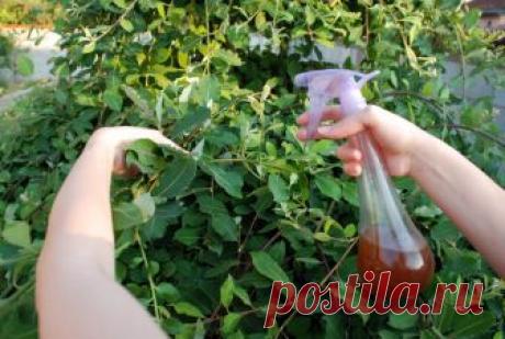 Чистотел избавит ваш огород и сад от плодожорки,тля,листовертки,трипсы, моли и многих других вредителей | Любимая Дача | Яндекс Дзен