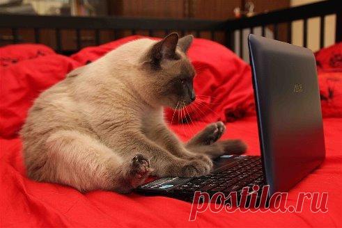 До чего дошёл прогресс !!! Вместо писем СМС, телефон заменит скайп... Секса нет в стране сейчас... Виртуальный он у нас ... Вон Филипп дитя родил, даже к девкам не ходил... До чего дошёл прогресс, тут Билайн, там МТС ... Вместо сисек - силикон, была Аня — стал Антон... Пол сменить-как дважды два, в головах дурман-трава... Вместо водки анаша, заменил нарк алкаша... В жизнь вошли:айфон, айпад, суши, роллы, гей-парад... Много стало новых слов: лузер, бейджик , глюк, облом... Мы и сами изменились...