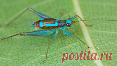Cricket with turquoise markings (Rhicnogryllus lepidus) | Flickr - Photo Sharing!