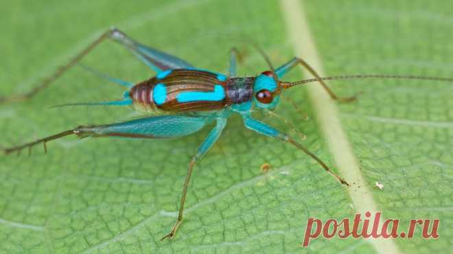 Cricket with turquoise markings (Rhicnogryllus lepidus) | Flickr - Photo Sharing!