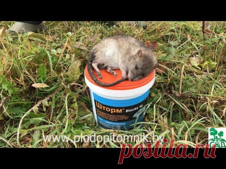 Как избавиться от мышей в саду и на даче. 100% избавление от мышей, крыс и прочих грызунов.
