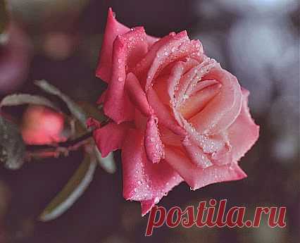 Лучшие фото – Пейзажи/Флора – Сообщество – Google+