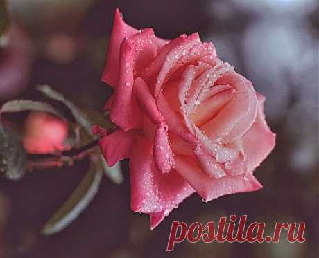 Лучшие фото – Пейзажи/Флора – Сообщество – Google+