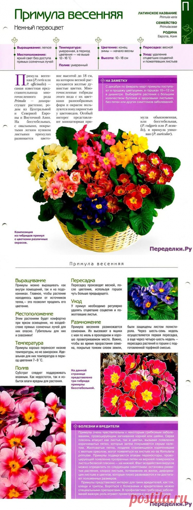 Примула * Переделки.РуПеределки.Ру