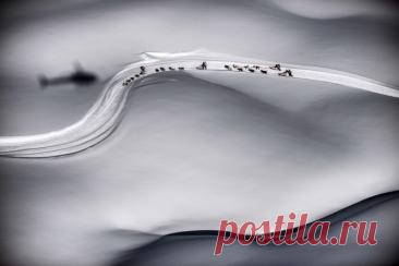 Гонка на собачьих упряжках La grande Odyssee во Франции.