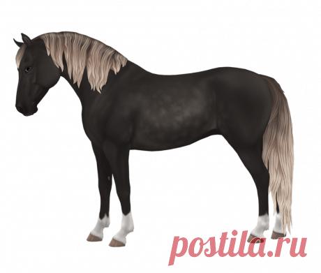 Morgan | Horse breed | Star Stable