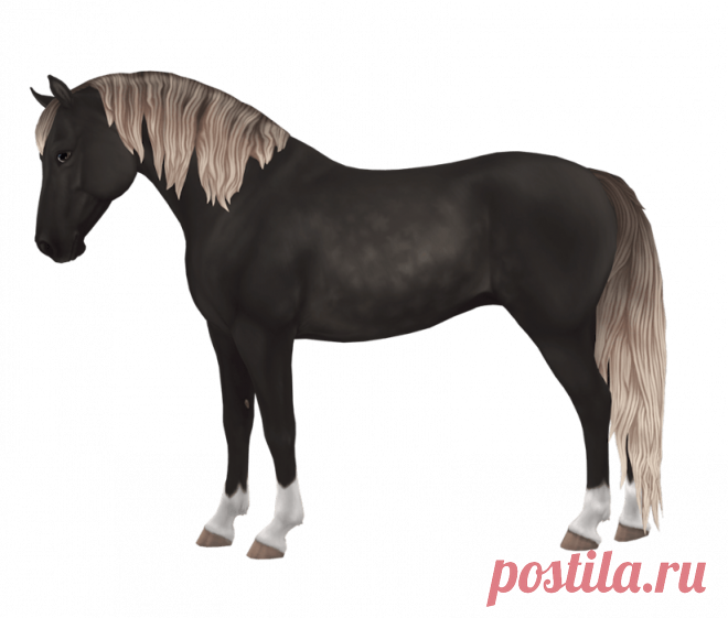 Morgan | Horse breed | Star Stable