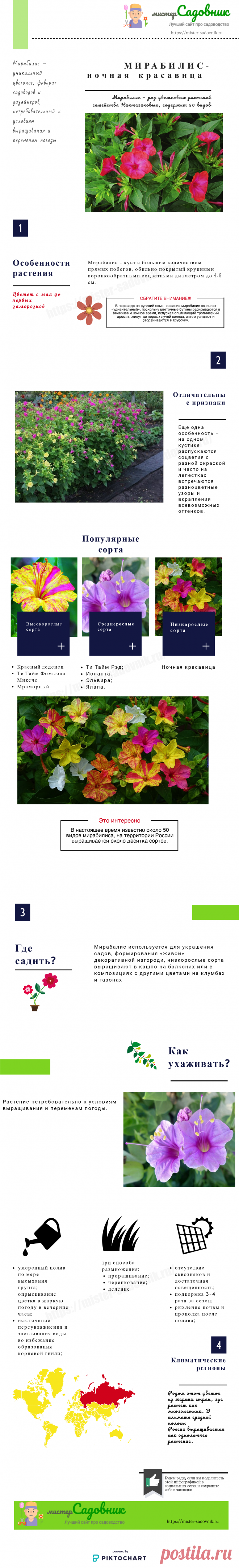Мирабилис и его описание Мирабилис – уникальный цветонос, фаворит садоводов и дизайнеров, нетребовательный к условиям выращивания и переменам погоды. Цветет с мая до первых заморозков, широко используется в качестве живой изгороди, на клумбах, газонах. Родом он из жарких стран, где растет как многолетник. В климате средней полосы выращивается как однолетнее растение. Общая характеристикаМирабалис – куст с большим количеством прямых …