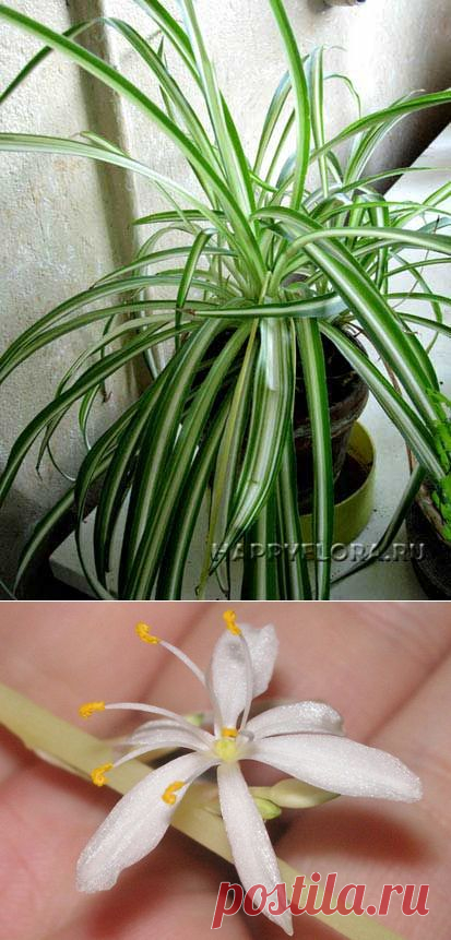 Хлорофитум - Chlorophytum: фото, условия выращивания, уход и размножение | happyflora.ru