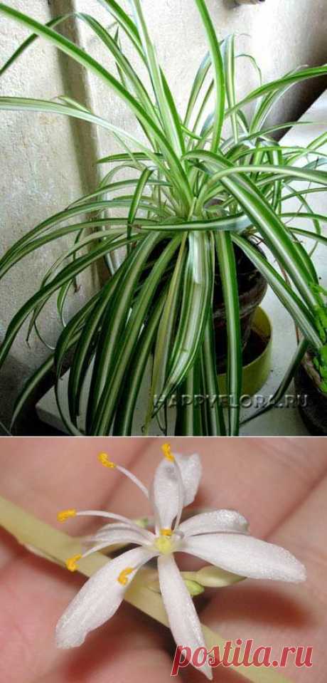 Хлорофитум - Chlorophytum: фото, условия выращивания, уход и размножение | happyflora.ru