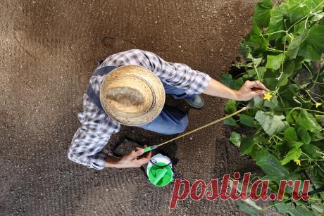 Опрыскивание огурцов молоком с йодом: вкусные зеленцы без лишних затрат | Идеальный огород | Яндекс Дзен