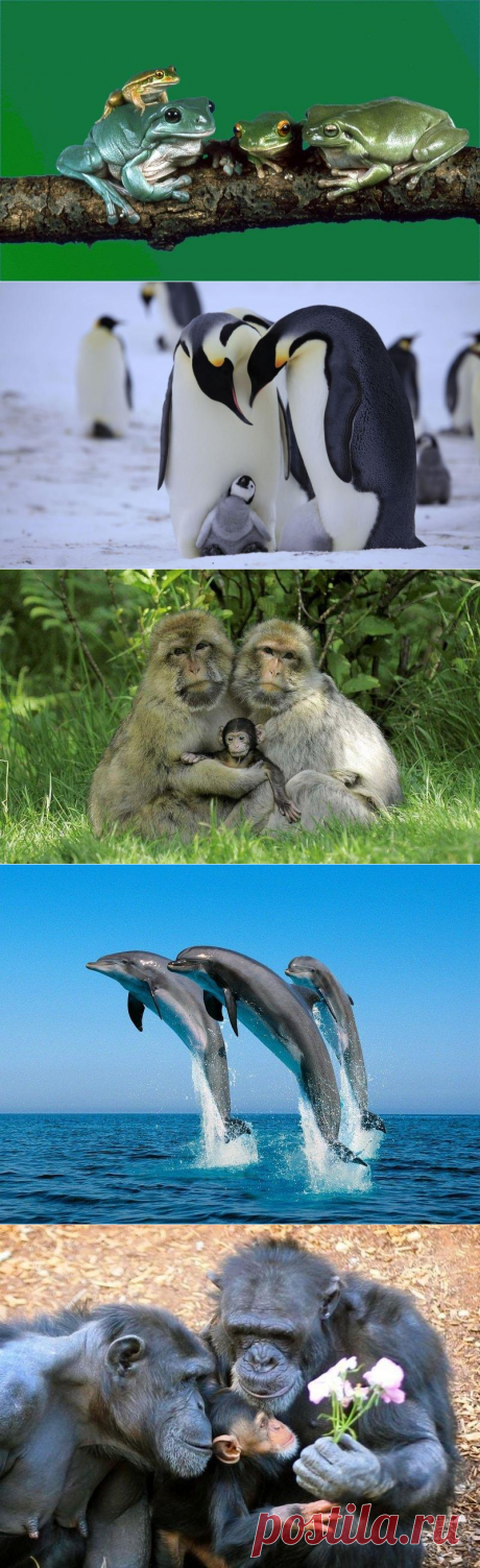 25 трогательных семейных портретов животных. Вот кто по-настоящему ценит свою семью!