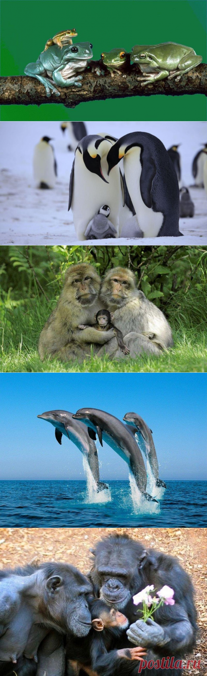 25 трогательных семейных портретов животных. Вот кто по-настоящему ценит свою семью!