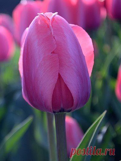 Пин на доске яТЮЛЬПАНЫ