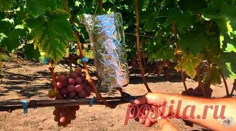 Укоренение винограда воздушным отводком. Советы опытного виноградаря | Виноград VM | Яндекс Дзен
